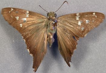 Media type: image;   Entomology 15323 Aspect: habitus dorsal view